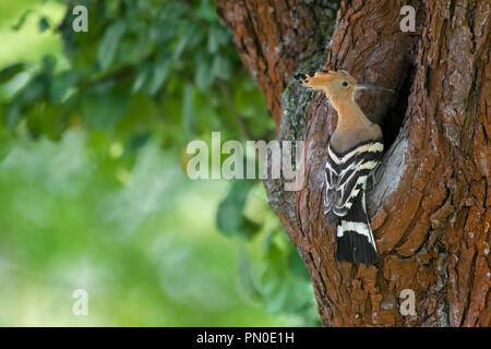 Eurasian Upupa (Upupa epops) a nido ingresso nella struttura ad albero cavo in primavera Foto Stock