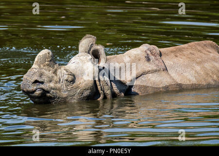 Il rinoceronte indiano (Rhinoceros unicornis) di balneazione in stagno Foto Stock