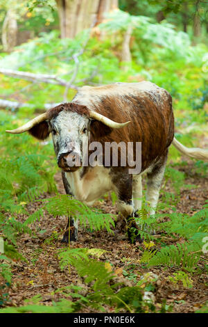 Inglese Longhorn il pascolo del bestiame nelle profondità della Foresta di Sherwood Foto Stock