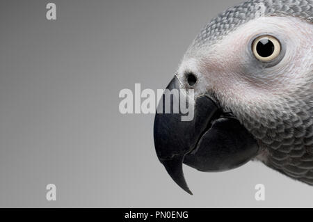 Una chiusura di un pappagallo grigio africano Foto Stock