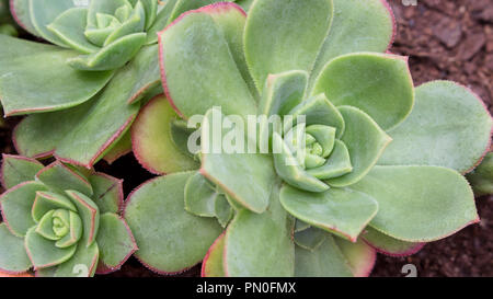 Macro di intricati cactus e piante succulente Echeveria pianta, da Piante succulente | Dicotiledoni famiglia. Piante succulente conformata come una rosa. Foto Stock