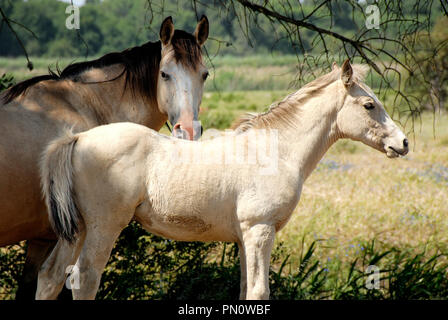 Cavallo lusitano, una portoghese di razza pura. Herdade da Barroca d' Alva, Alcochete. Portogallo Foto Stock