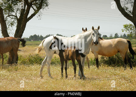Cavallo lusitano, una portoghese di razza pura. Herdade da Barroca d' Alva, Alcochete. Portogallo Foto Stock