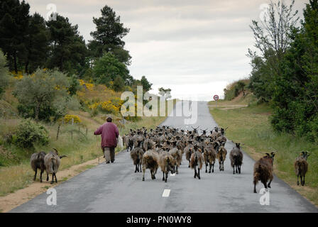 Un allevamento di capre. Mogadouro, Trás-os-Montes. Portogallo Foto Stock