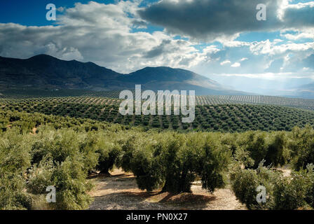 Oliveti vicino a Sierra Mágina. Jaén, Spagna Foto Stock