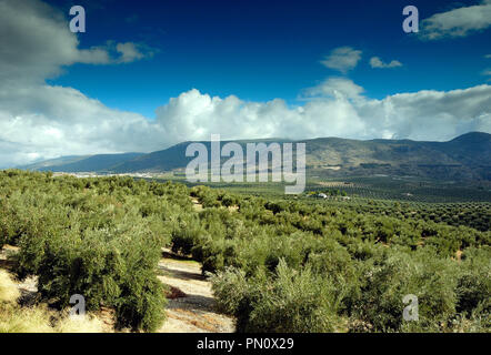 Oliveti vicino a Sierra Mágina. Jaén, Spagna Foto Stock