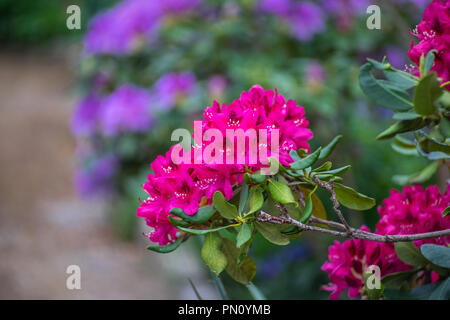 Fiore di rododendro in giardino. Close-up. Foto Stock