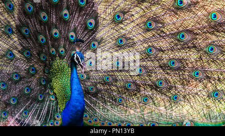 Visualizzazione di un indiano Peafowl a Udawalwa parco nazionale, Foto Stock