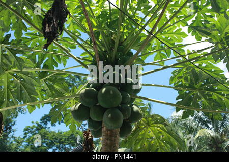 Green Papaya frutto su albero Foto Stock