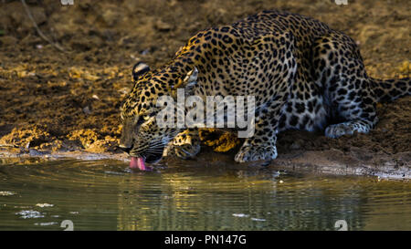 Leopardo dello Sri Lanka(Panthera Pardus Kotiya) acqua potabile a Yala National Park, Sri Lanka.Questo è il apax predator dello Sri Lanka. Foto Stock