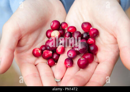 Donna mani mature di mirtilli rossi rosso Foto Stock