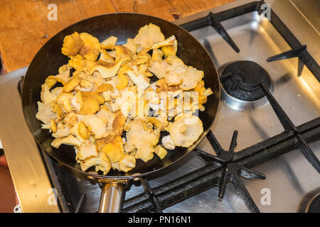 Chanterelle funghi selvatici raccolte a mano,foraged,rovistando, dal bosco in Ceredigion Celtic Rainforest,Galles,Welsh,UK.La maggior parte dei popolari funghi commestibili,fungo Foto Stock