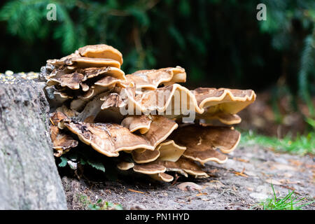 Un grande fungo marrone crescono fuori del lato di un vecchio ceppo di albero Foto Stock