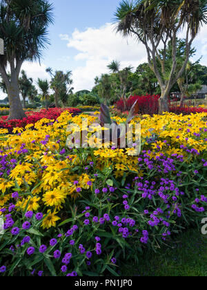 Ammassato colore dall'estate display biancheria da letto a Torquay, Devon, Regno Unito, primo piano include Rudbeckia "Prairie Sun", Ensete ventricosum 'Maurelli' e V Foto Stock