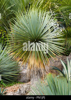 Testa sferica di strette, argento fogliame della metà hardy evergreen, Yucca rostrata, a Torquay, Devon, Regno Unito Foto Stock