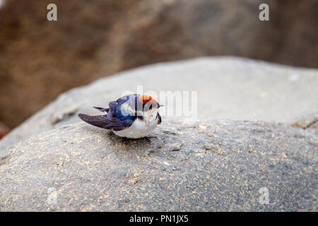 Filo-tailed Swallow Hirundo smithii Kruger National Park, Sud Africa 19 agosto 2018 Hirundinidae adulti Foto Stock