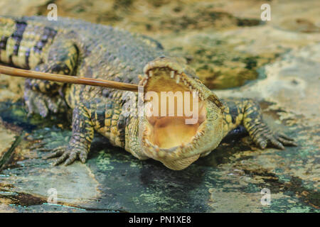 Il coccodrillo è arrabbiato e aprire le ganasce pronto per colpire Foto Stock