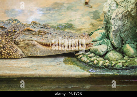 Il coccodrillo è arrabbiato e aprire le ganasce pronto per colpire Foto Stock