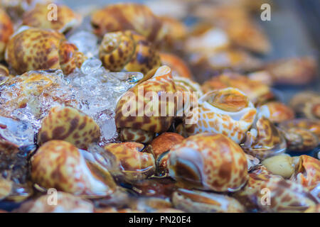 Misura Extra large di spotted Babilonia (Babylonia areolata) per la vendita al mercato del pesce. Babylonia areolata è una specie di lumaca di mare, un marine gastro Foto Stock