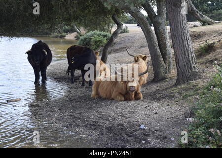 Highland bovini nella nuova foresta Foto Stock