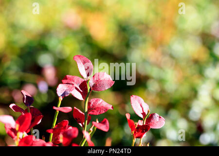 Forest Floor i colori dell'autunno con foglie rosse di Vaccinium myrtillus, mirtillo, contro defocalizzata giallo e verde sfondo bokeh di fondo. Foto Stock