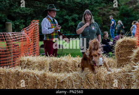 Attività della Chatsworth House, tra cui cani da fuoco, eventi e mostre campestri Foto Stock