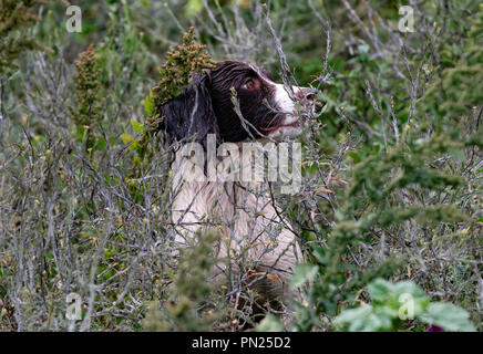 Lavorando Springer e Cocker Spaniels i cani da pistola gareggiano in una pista di prova a Rolleston. Recupero dei manichini del quadro, sia per i recuperi visibili che per quelli ciechi Foto Stock