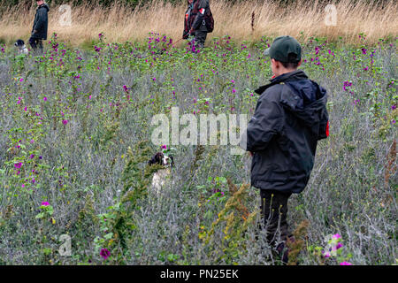 Lavorando Springer e Cocker Spaniels i cani da pistola gareggiano in una pista di prova a Rolleston. Recupero dei manichini del quadro, sia per i recuperi visibili che per quelli ciechi Foto Stock