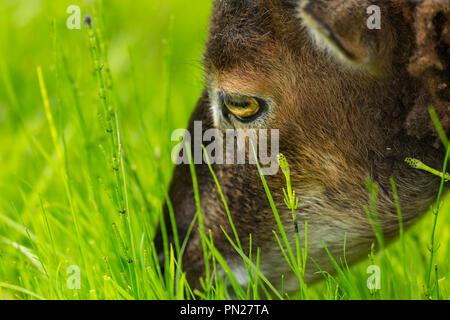 Un Soay pecore al pascolo. Foto Stock