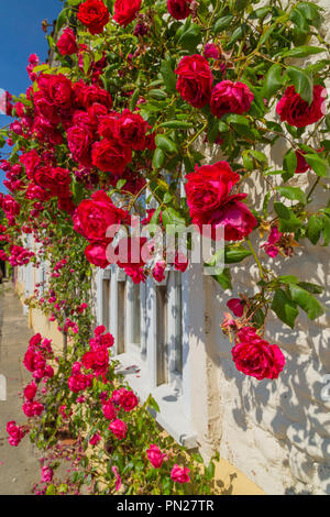 Una rosa in crescita sulla parte anteriore di una fila di case. Foto Stock