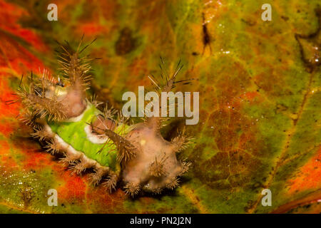 A doppio spiovente Caterpillar (Acharia stimulea) Foto Stock