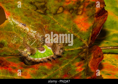 A doppio spiovente Caterpillar (Acharia stimulea) Foto Stock