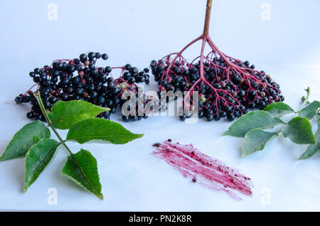 Il sambuco rami e foglie su sfondo bianco Foto Stock
