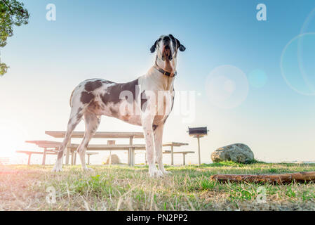 Arlecchino alano cane basso angolo con panchine e incandescente Cielo di tramonto Foto Stock