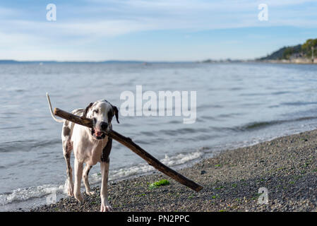 Arlecchino alano cane il recupero di una grande stick dall'acqua. Foto Stock