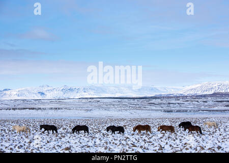 Mandria di Cavallini islandesi nel paesaggio glaciale del sud dell'Islanda a camminare in una linea fino a seguito del leader Foto Stock