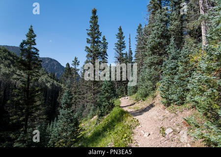 Sentiero escursionistico in un ambiente alpino nel mezzo di abete e abeti sotto un perfetto cielo blu - Santa Barbara Trail nel Nuovo Messico di Carson National Forest Foto Stock