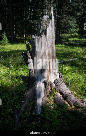 Vecchio, weathered ceppo di albero e radici in una foresta alpina prato - orientamento verticale Foto Stock