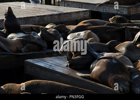 I leoni di mare crogiolarsi al sole in San Francisco. Foto Stock