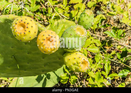 Ficodindia cactus verde con la maturazione dei frutti che crescono su terra. L' Opuntia figg. Sud Italia, Regione Molise. Estate Foto Stock