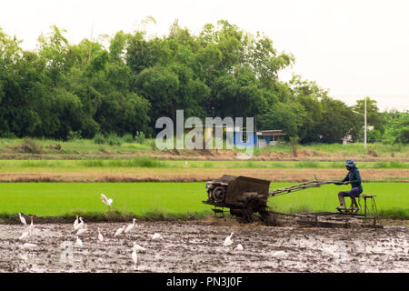 Asian agricoltore di guidare il trattore auto a terra di aratura e di preparazione del terreno per la coltivazione di un nuovo raccolto di riso. Asian lo stile di vita e il concetto di agricoltura. Foto Stock