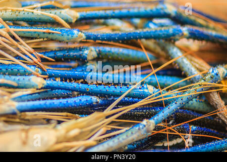 Misura Extra large di gigante malese (gamberi MACROBRACHIUM ROSENBERGII) noto anche come il gambero blu o gigante di gamberi di acqua dolce, è un composto commercialmente Foto Stock