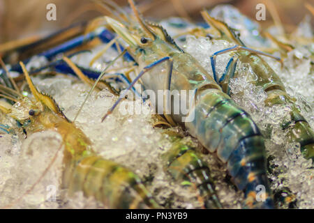 Misura Extra large di gigante malese (gamberi MACROBRACHIUM ROSENBERGII) noto anche come il gambero blu o gigante di gamberi di acqua dolce, è un composto commercialmente Foto Stock