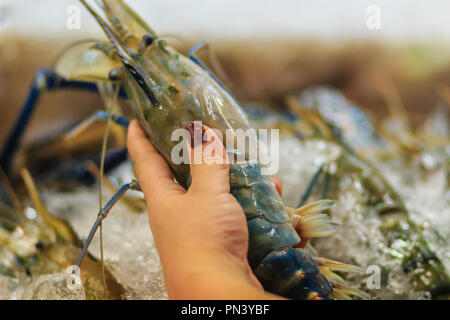 Misura Extra large di gigante malese (gamberi MACROBRACHIUM ROSENBERGII) noto anche come il gambero blu o gigante di gamberi di acqua dolce, è un composto commercialmente Foto Stock