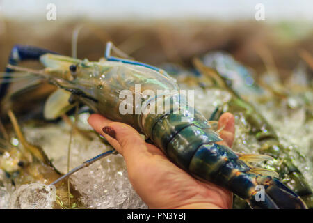 Misura Extra large di gigante malese (gamberi MACROBRACHIUM ROSENBERGII) noto anche come il gambero blu o gigante di gamberi di acqua dolce, è un composto commercialmente Foto Stock