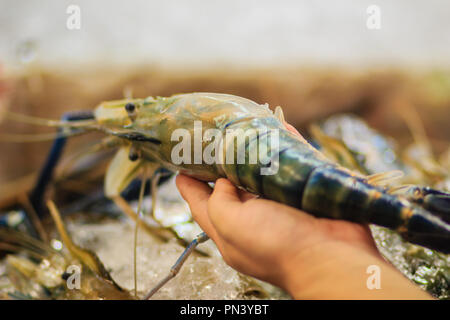 Misura Extra large di gigante malese (gamberi MACROBRACHIUM ROSENBERGII) noto anche come il gambero blu o gigante di gamberi di acqua dolce, è un composto commercialmente Foto Stock