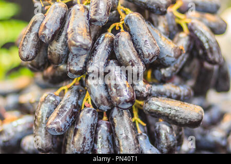 Extra di dimensioni jumbo di nero seedless Luna scende uva o strega dita uva per la vendita al mercato della frutta. Dolce organico lungo nero uve zaffiro su s Foto Stock