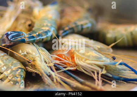 Extra jumbo dimensioni del gigante malese (gamberi MACROBRACHIUM ROSENBERGII) noto anche come il gambero blu o gigante di gamberi di acqua dolce, è un composto commercialmente Foto Stock