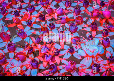 Bel rosso e viola Fuchsia magellanica fiori sono galleggianti sull'acqua per il concetto di sfondo. È comunemente noto come il colibrì fuchsia Foto Stock