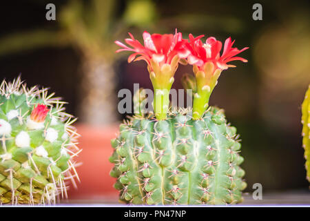 Mammillaria cactus rosso fiore in fiore per la vendita sul mercato ad albero. Foto Stock